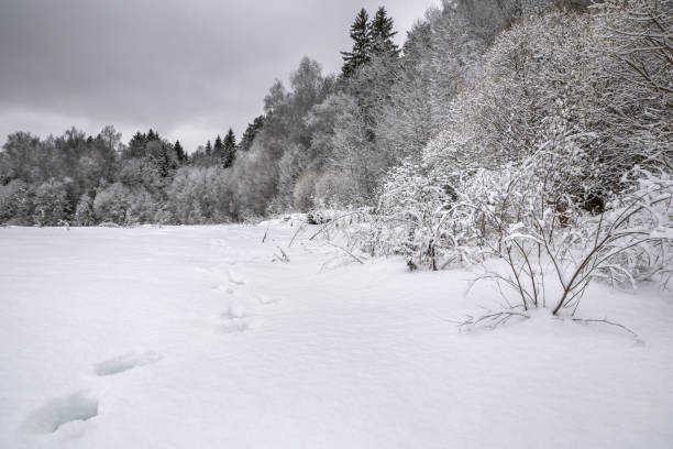 istock Winter forest with snow-covered trees, landscape, beautiful nature. Russia 898242446