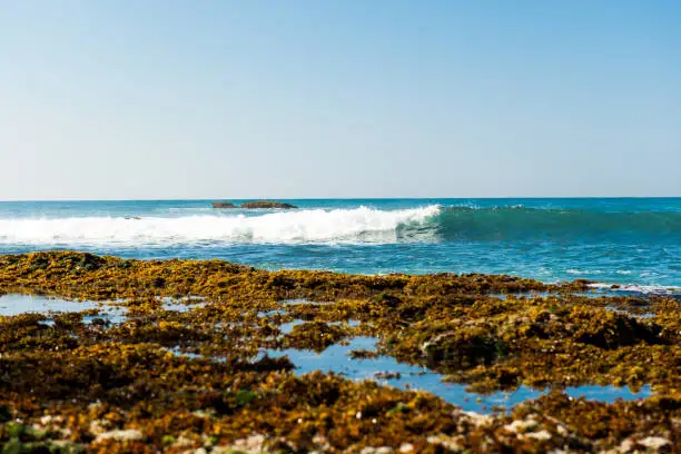 Photo of landscape of the coast of the Indian Ocean in Sri Lanka