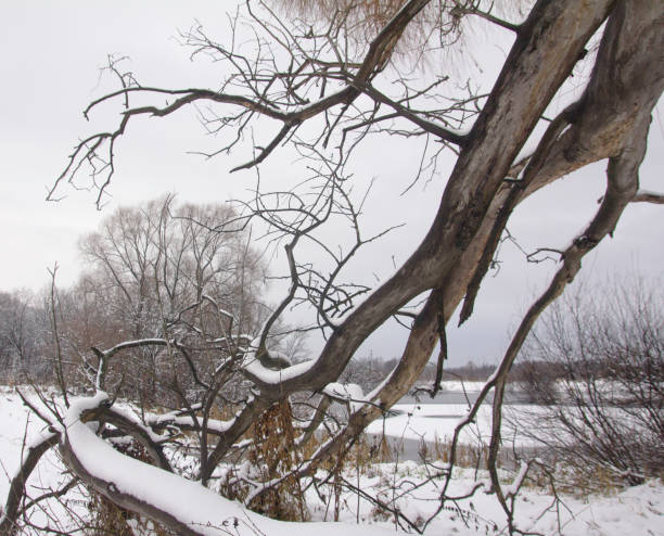 istock Winter landscape with a fallen trunk of an old willow 898243382