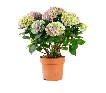 Stock photo showing close-up, elevated view of white and red flowering busy lizzies (Impatiens) in terracotta troughs standing on tarmac surrounding the base of a tree trunk.