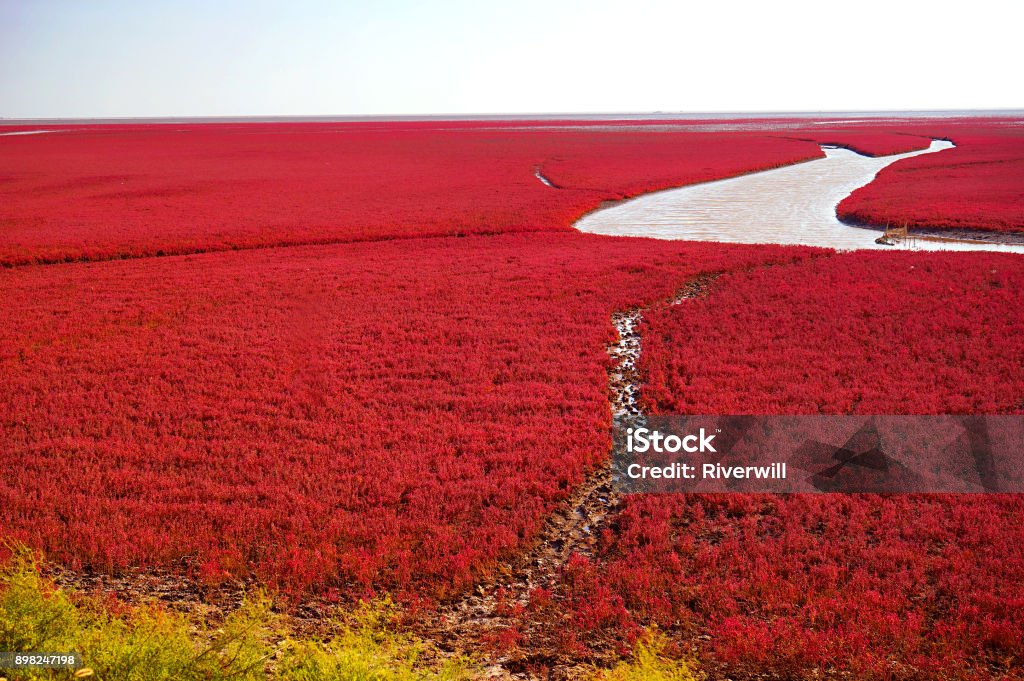 The Red beach is located in Panjin city, Liaoning, China. This is the biggest wetland featuring the red plant of Suaeda salsa in the world. Red Beach - Panjin Stock Photo