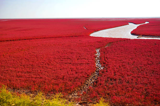 The Red beach is located in Panjin city, Liaoning, China. This is the biggest wetland featuring the red plant of Suaeda salsa in the world. ecological reserve photos stock pictures, royalty-free photos & images