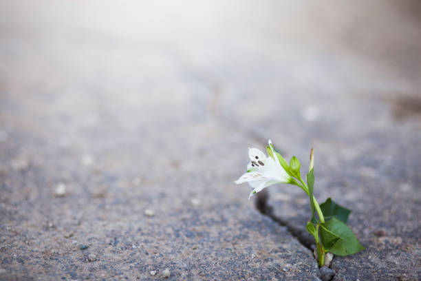 istock white flower growing on crack street 898247342