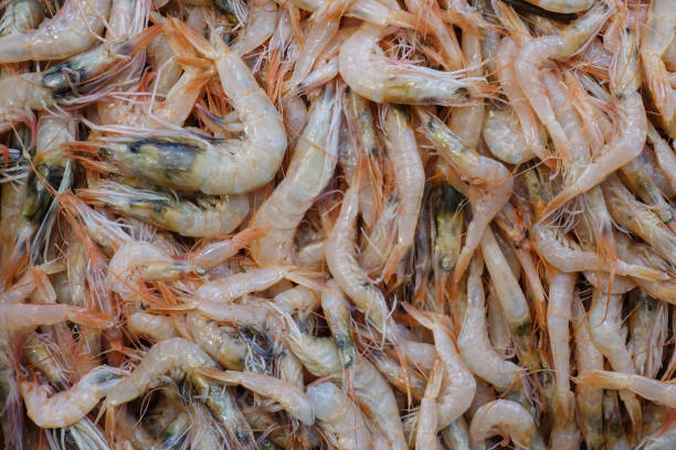 Fresh Jumbo Shrimp Heap on Stall stock photo
