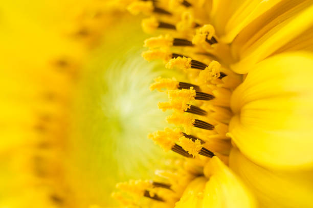 istock Abstract background with sunflower petals 898250864