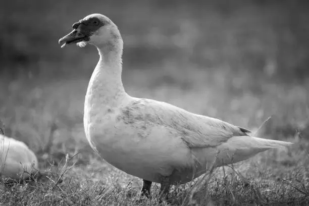 Photo of Duck in farm, black and white process filter