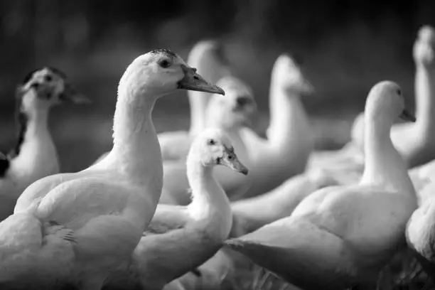 Photo of Duck in farm, black and white process filter