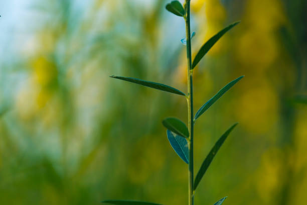 istock tropical rain forest plant, nature field 898251130