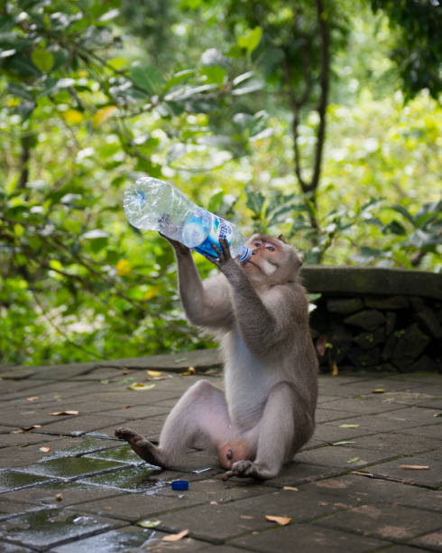 Ubud, Bali - February 14, 2017: A macaque (Macaca fascicularis) drinks from a water bottle left by a tourist in the Ubud Monkey Forest in Ubud, Bali, Indonesia. The bottle is produced by Danone Aqua, Indonesia’s biggest bottled water producer.