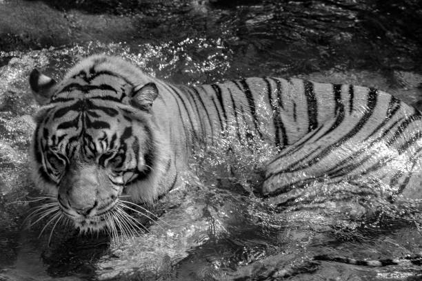 istock black and white tiger tranquility photo 898251518