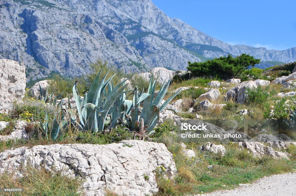 Coastal landscape in Croatia View of the summer coastal landscape in Croatia Agave Plant Stock Photo