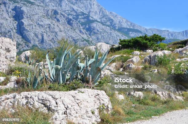 Coastal Landscape In Croatia Stock Photo - Download Image Now - Agave Plant, Balkans, Beauty