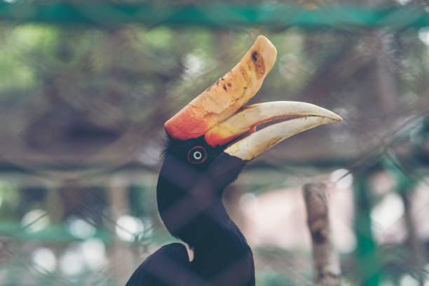 istock Buceros rhinoceros horn bill 898252270