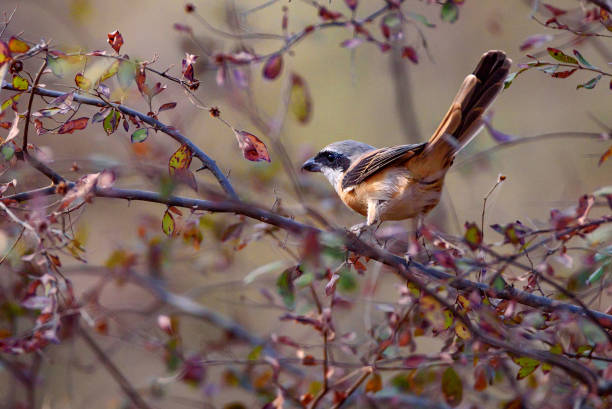 Long-tailed or rufous-backed shrike Lanius schach Beautiful a adult Long-tailed shrike or rufous-backed shrike know as Lanius schach perches on the small branch in Ranthambore National park, Rajastan, India lanius schach stock pictures, royalty-free photos & images