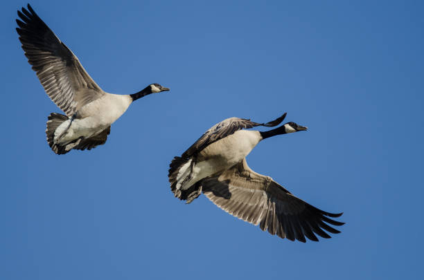 istock Pair of Canada Geese Flying in a Blue Sky 898253328