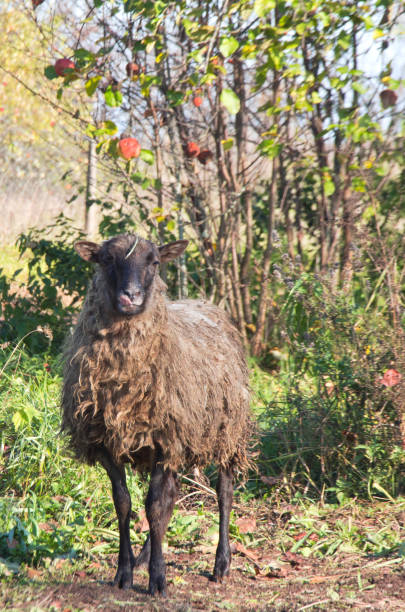 istock sheep in farm garden 898255974