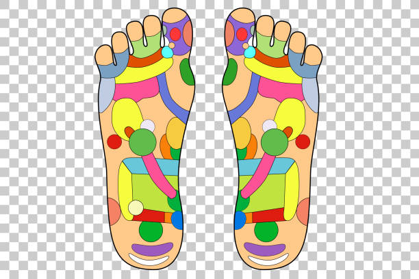 illustrations, cliparts, dessins animés et icônes de guérir alternative traditionnelle, acupuncture - schéma du pied - massaging human foot reflexology foot massage