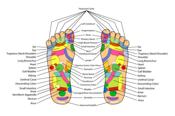 伝統的な代替を癒すため、鍼治療 - 足方式 - massaging human foot reflexology foot massage点のイラスト素材／クリップアート素材／マンガ素材／アイコン素材