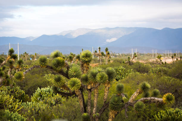 istock Dry Desert at daylight with cactuses 898256962