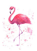 istock Watercolor pink flamingo 898258072
