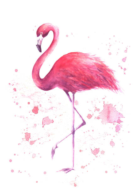 Watercolor pink flamingo Pink flamingo. Tropical exotic bird rose flamingo with watercolor splashes on white background. Watercolor hand drawn illustration. Print for wrapping, wallpaper, cards, textile. Vector flamingo stock illustrations