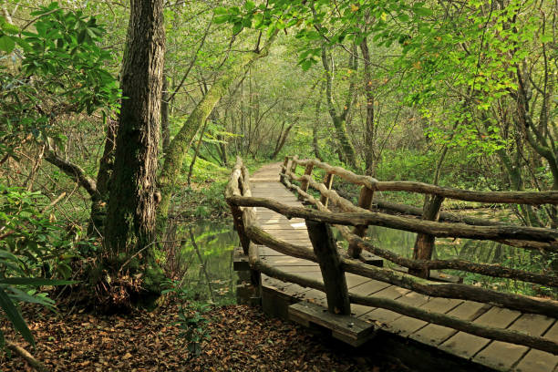 istock An old bridge and a footpath through the trees 898258154