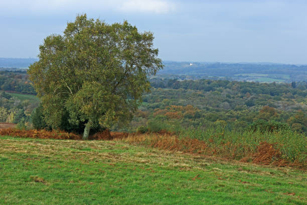 A view of the countryside in the Ashdown forest A view of the countryside in the Ashdown forest ashdown forest photos stock pictures, royalty-free photos & images