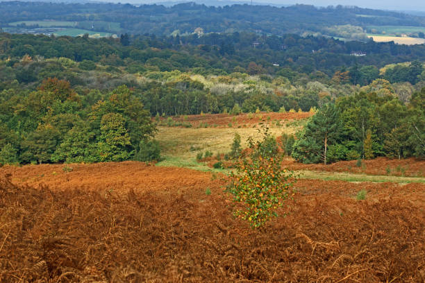 campo en el bosque de ashdown - foilage fotograf�ías e imágenes de stock