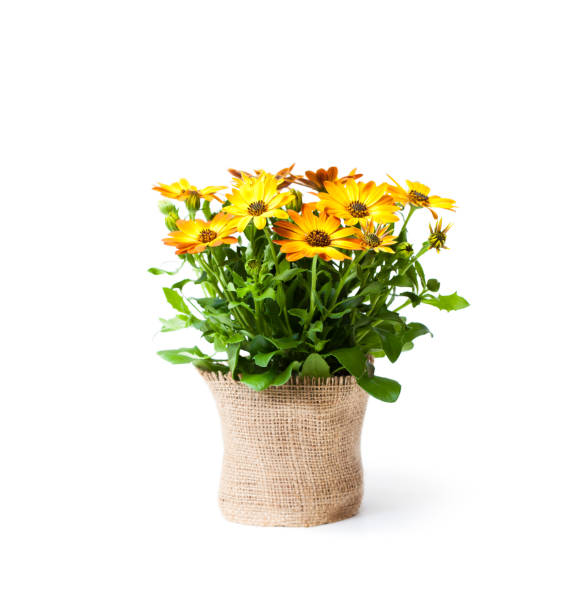 beautiful  colorful daisy flowers in small pot decorated with sackcloth isolated on white beautiful  colorful daisy flowers in small pot decorated with sackcloth isolated on white crown daisy stock pictures, royalty-free photos & images