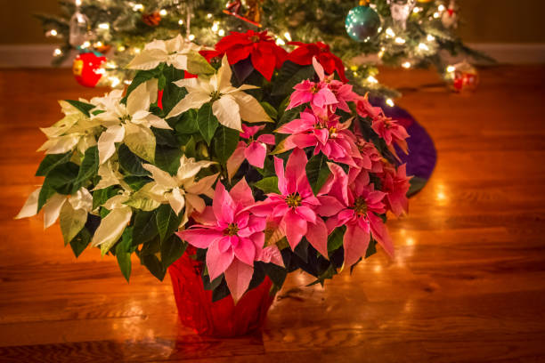 A three color poinsettia under a Christmas tree.