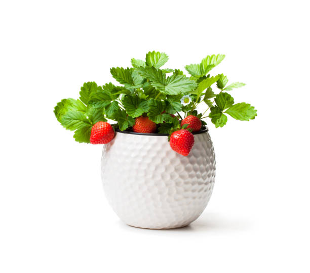 화이트에 고립 된 작은 냄비에 딸기와 딸기 식물 - strawberry plant bush cultivated 뉴스 사진 이미지