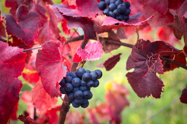 very colorful orange yellow wine leafs autumn foliage on grapevine in backlight