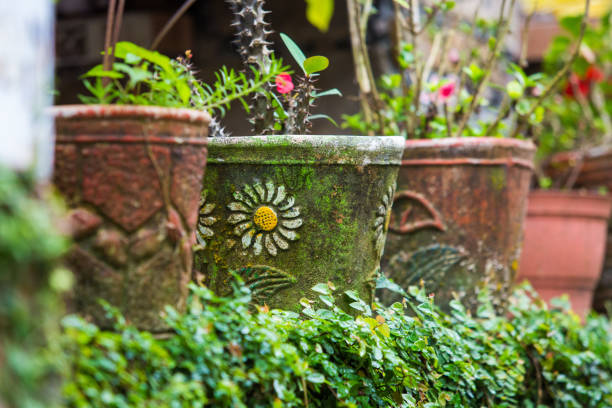 Old flower pots in the garden green leafs