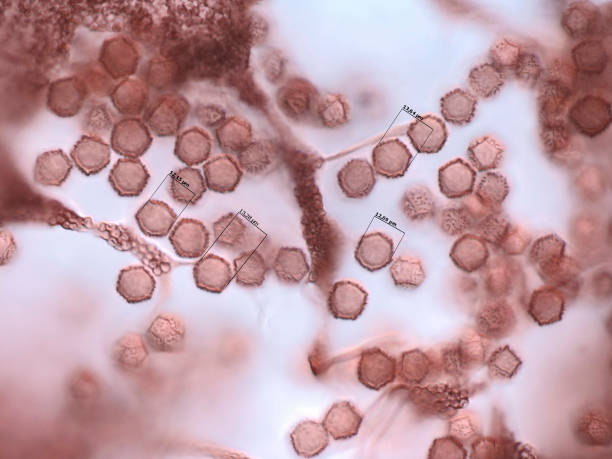 istock Spores of a slime mold. Microscopy 898263540