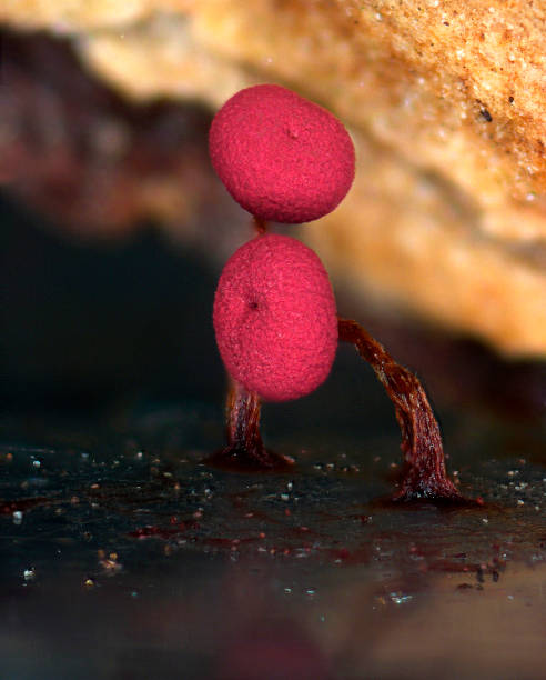 istock Two red fruit body of a slime mold Physarum roseum 898264216