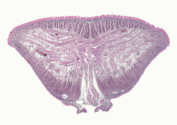 istock Tongue with cornified papillae - cross section cut under microscope 898267302