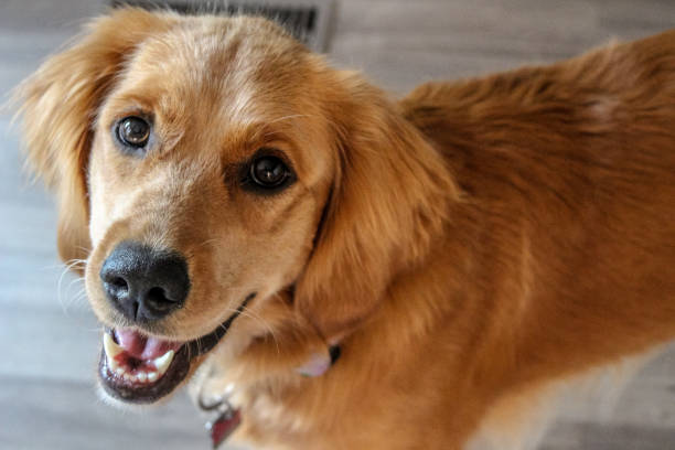istock Colourful female golden retriever 898267938