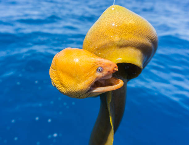 moréia amarela - eel trap - fotografias e filmes do acervo