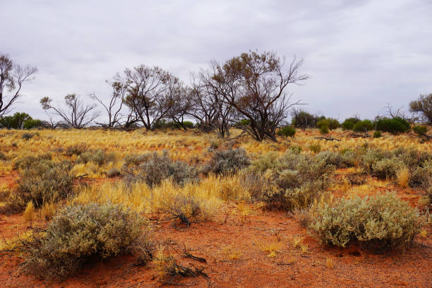 istock Arid Lands, Roxby Downs, South Australia 898268610