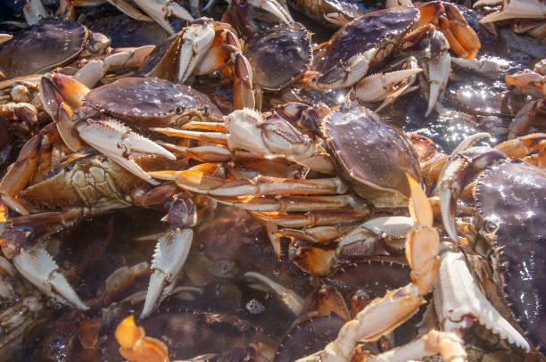 istock Live Dungeness Crabs Being Dumped into Shipping Container 898268834