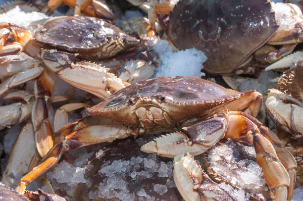 istock Live Dungeness Crabs Being Dumped into Shipping Container 898268950