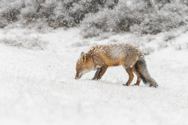 istock Red fox in a winterwonderland. 898269674