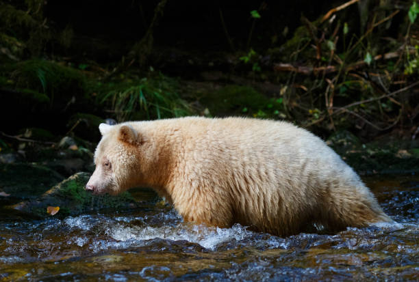 istock Kermode Spirit Bear in Canada's Great Bear Rainforest 898270754