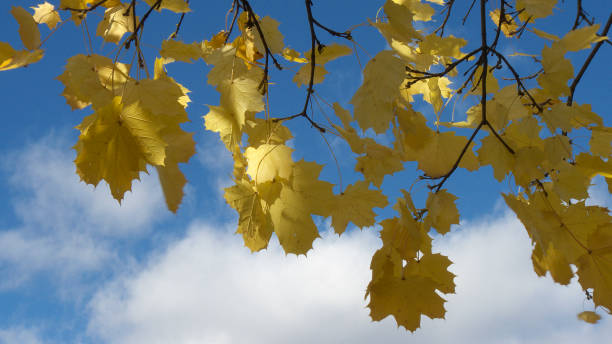 Low hanging Autumn leaves. stock photo