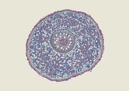 plant stem cross section under a microscope