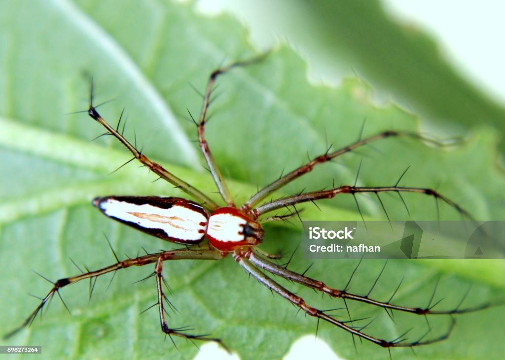 close-up - macro - view of a small spider - insect on a green leaf in a home garden in Sri Lanka Animal Stock Photo
