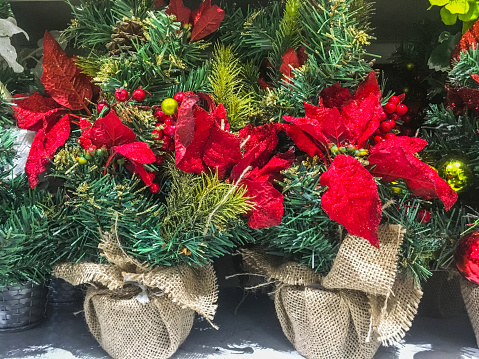 Poinsettia plant for christmas decoration