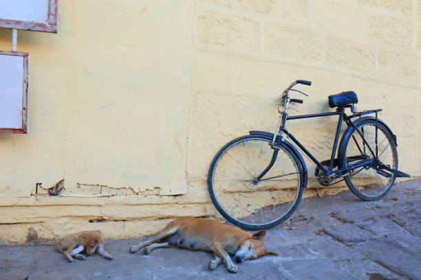 istock Stray dog sleeping on street Jodhpur India 898277306