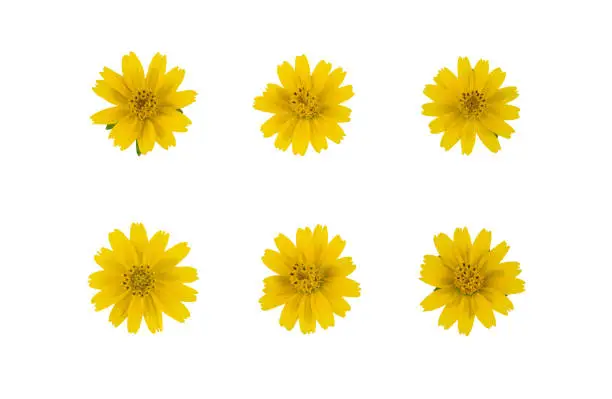 Set of yellow wedelia flowers isolated on white background