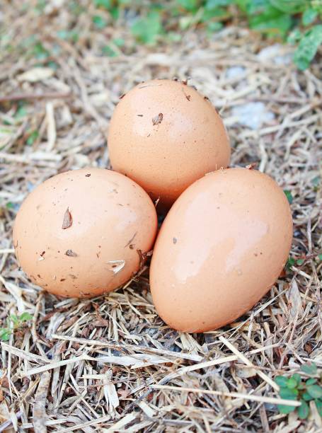 istock Three eggs with buns on the ground with fresh grass as the background2. 898279664
